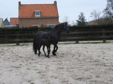 Friese Paard met Veulen