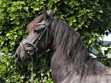 Friesian horse for sale