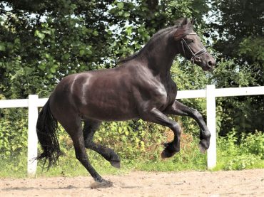 Friesian mare from Holland