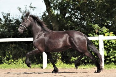 Friesian young mare for sale