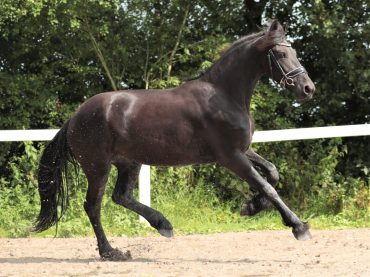 Horse for sale from Holland