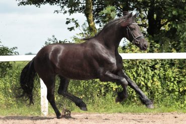 Horse for sale from The Netherlands