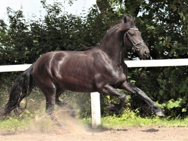 Horse from Holland for sale