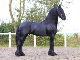 Friesian stallion Daan