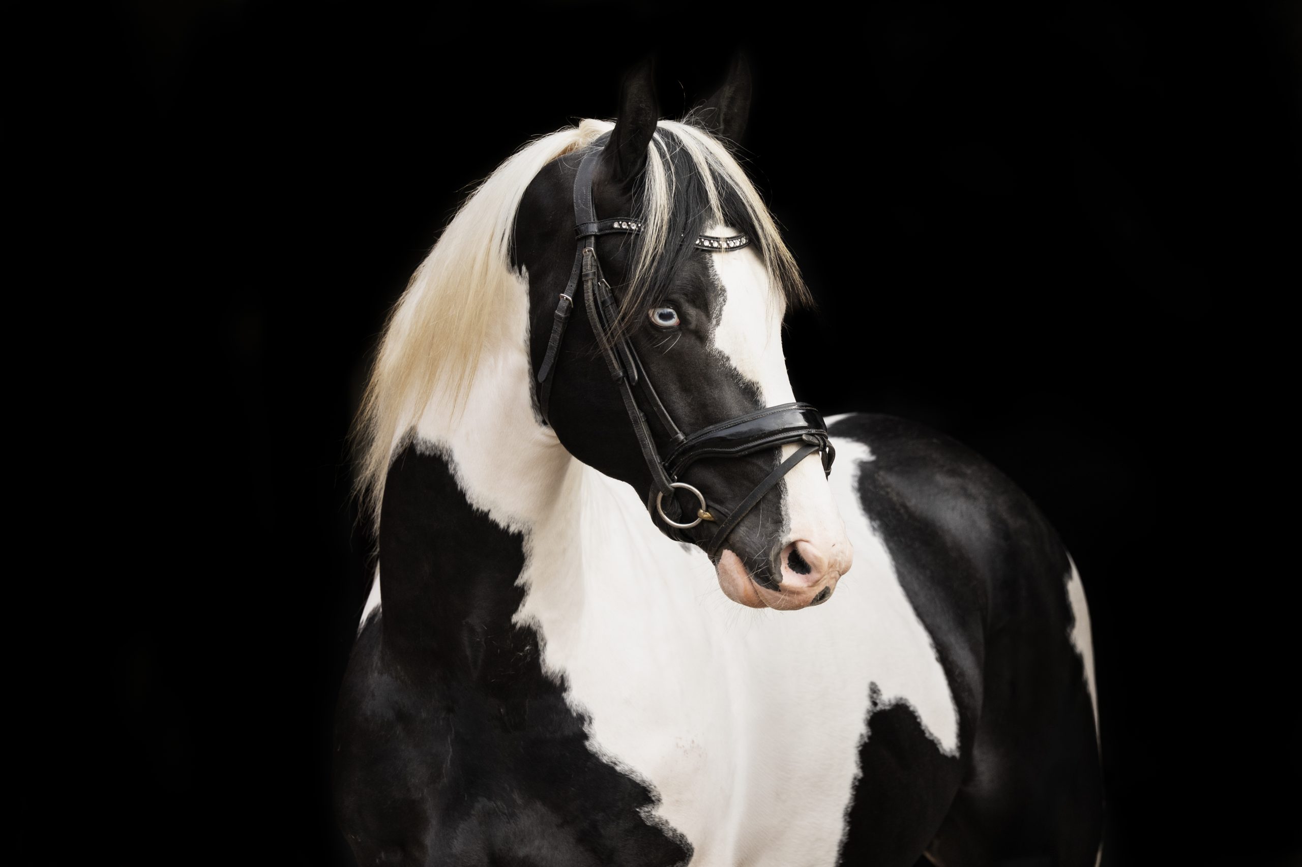 Nieck Ster XX103 - Image 3