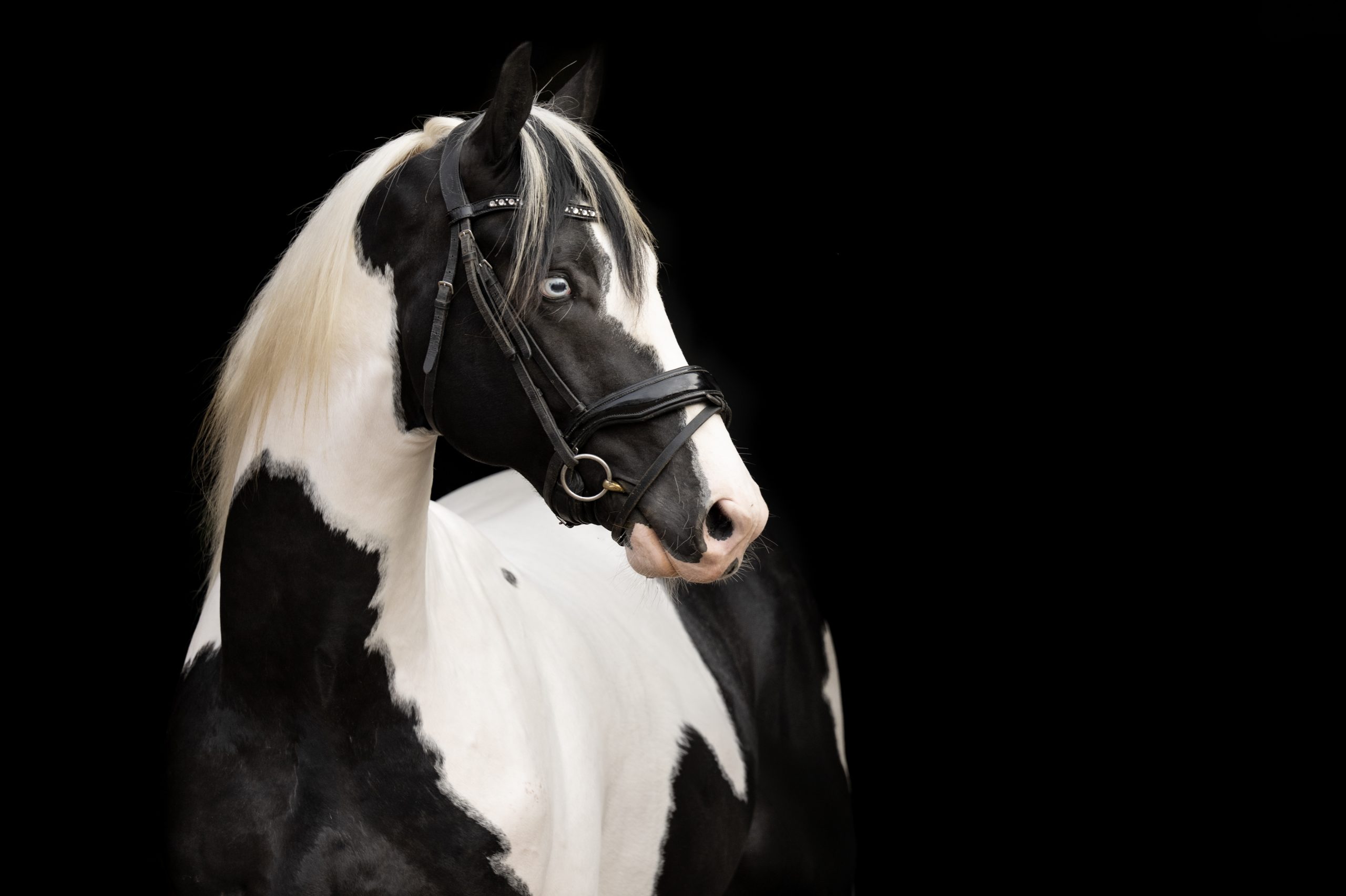 Nieck Ster XX103 - Image 4