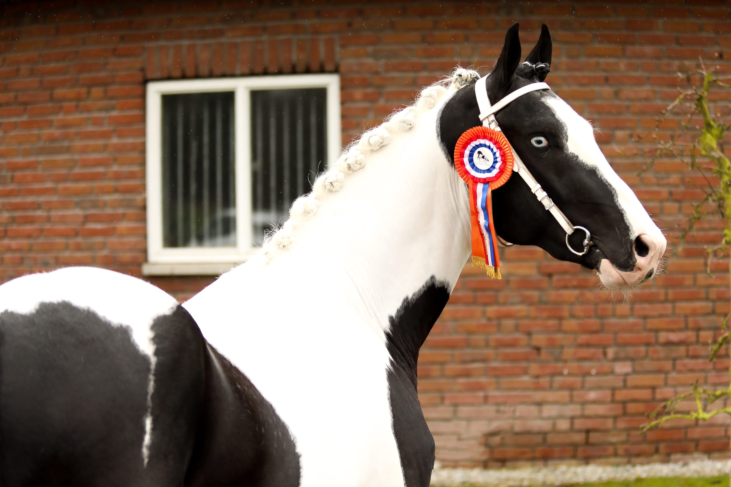 Nieck Ster XX103