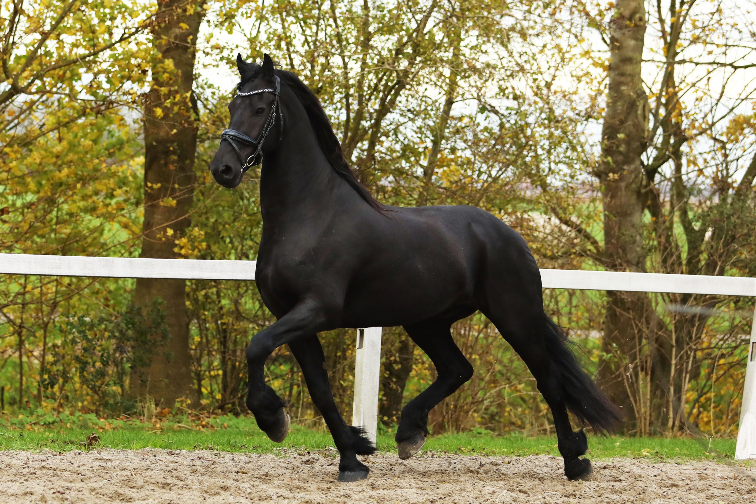 Hitzer - Image 5