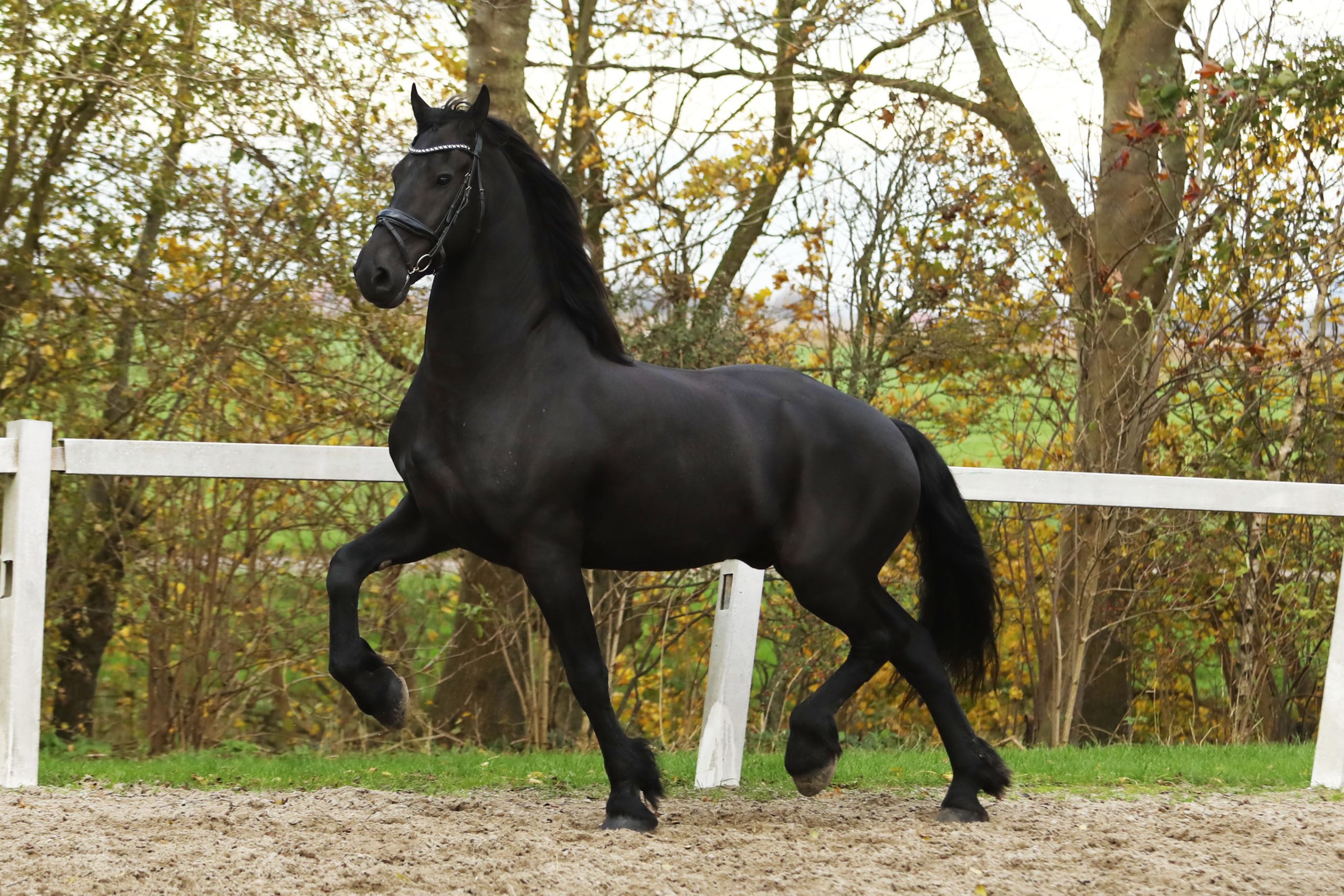 Hitzer - Image 6