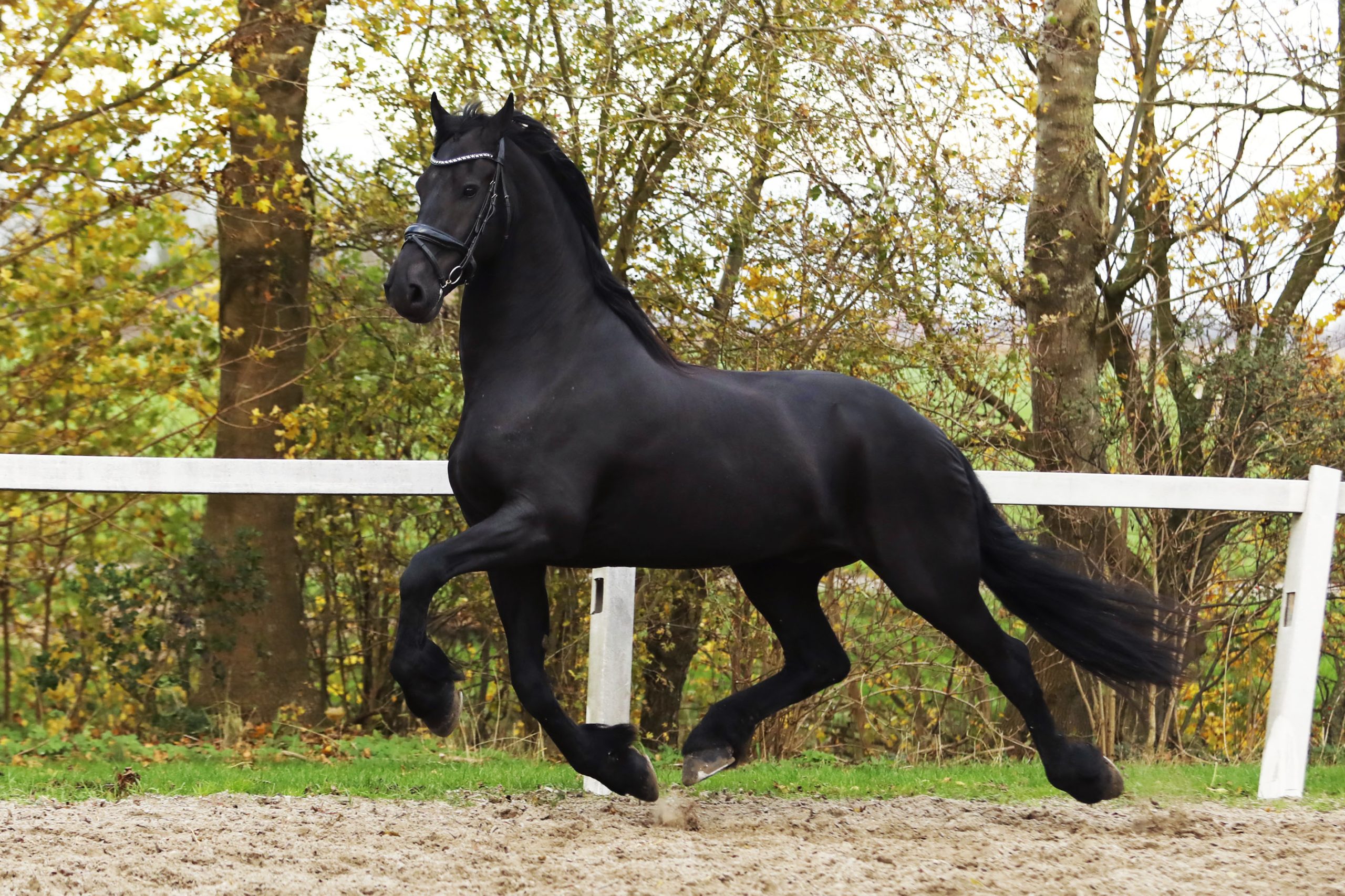 Hitzer - Image 7