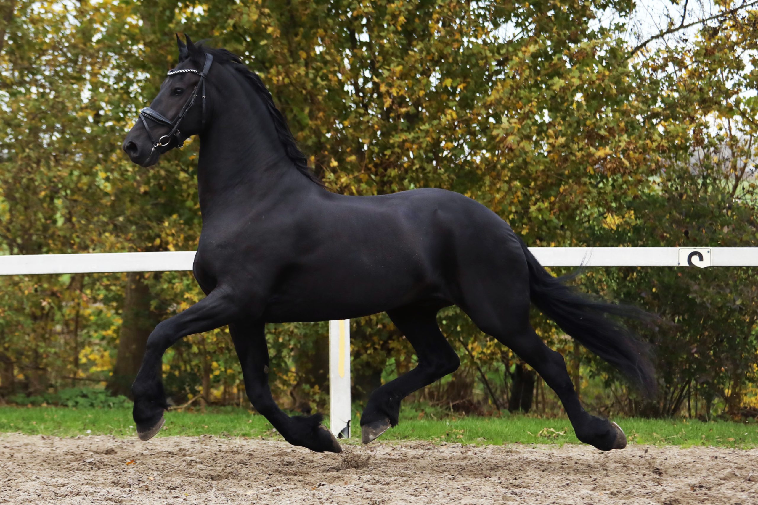 Hitzer - Image 8