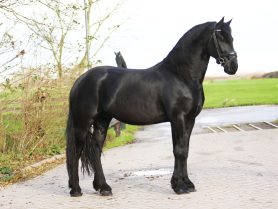 Pieter