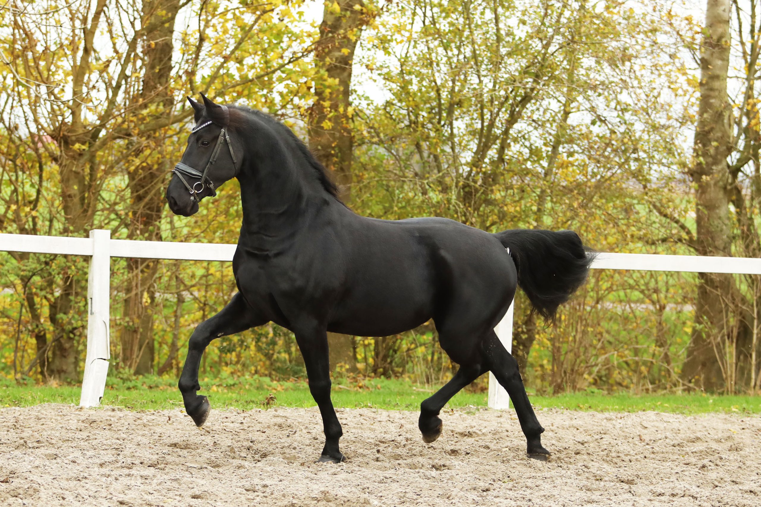 Salomo - Image 4