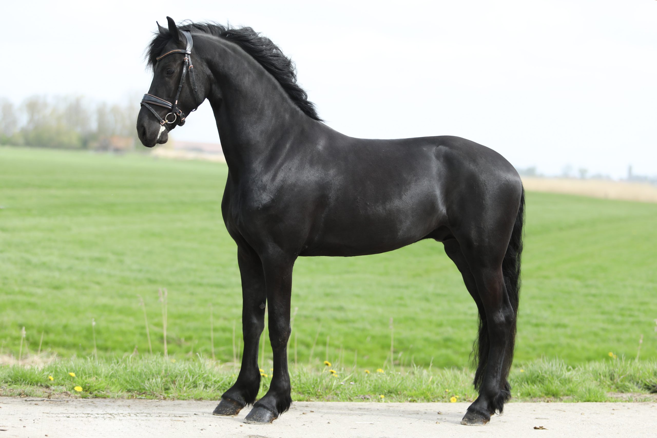 Vito - Image 2
