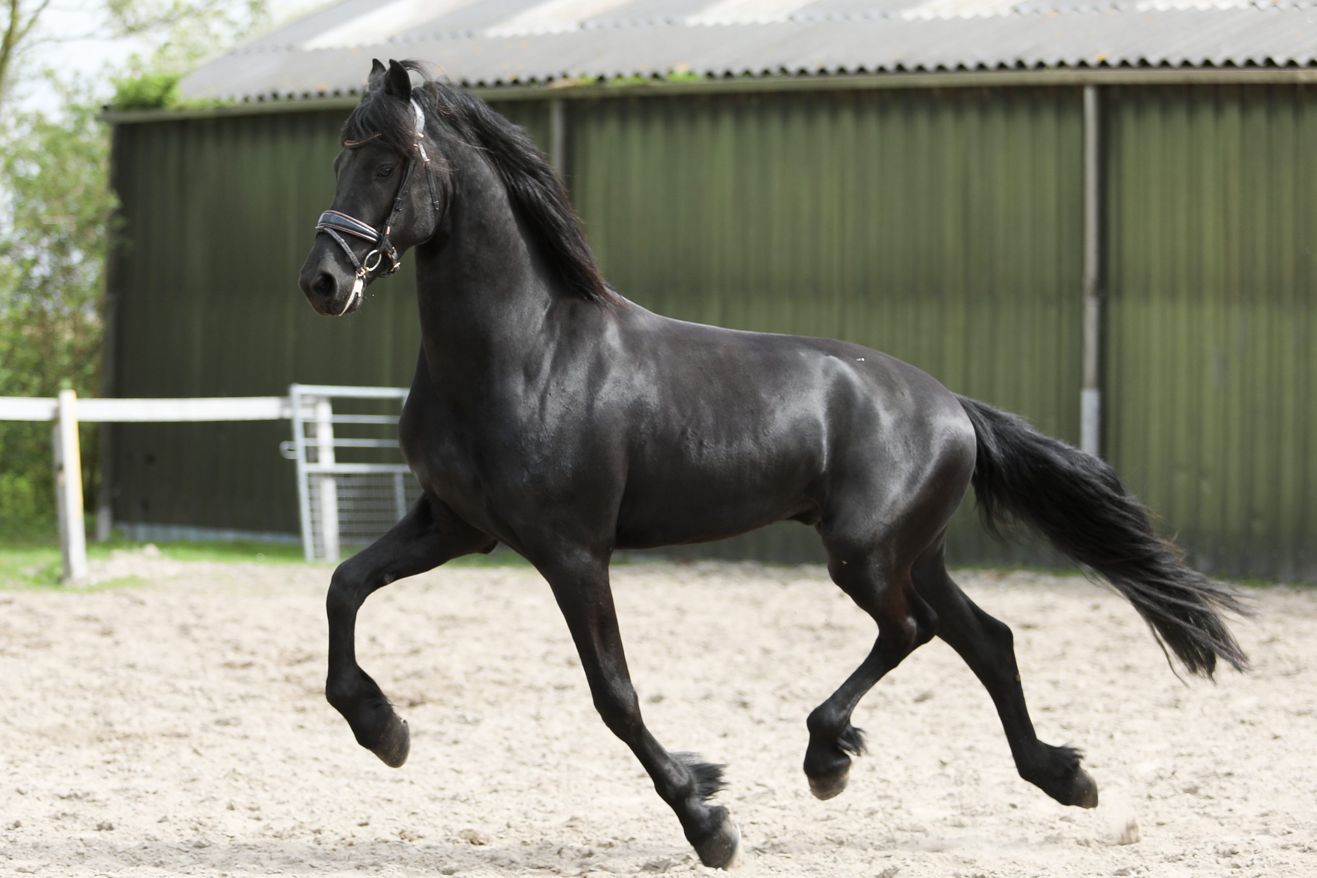 Vito - Image 5