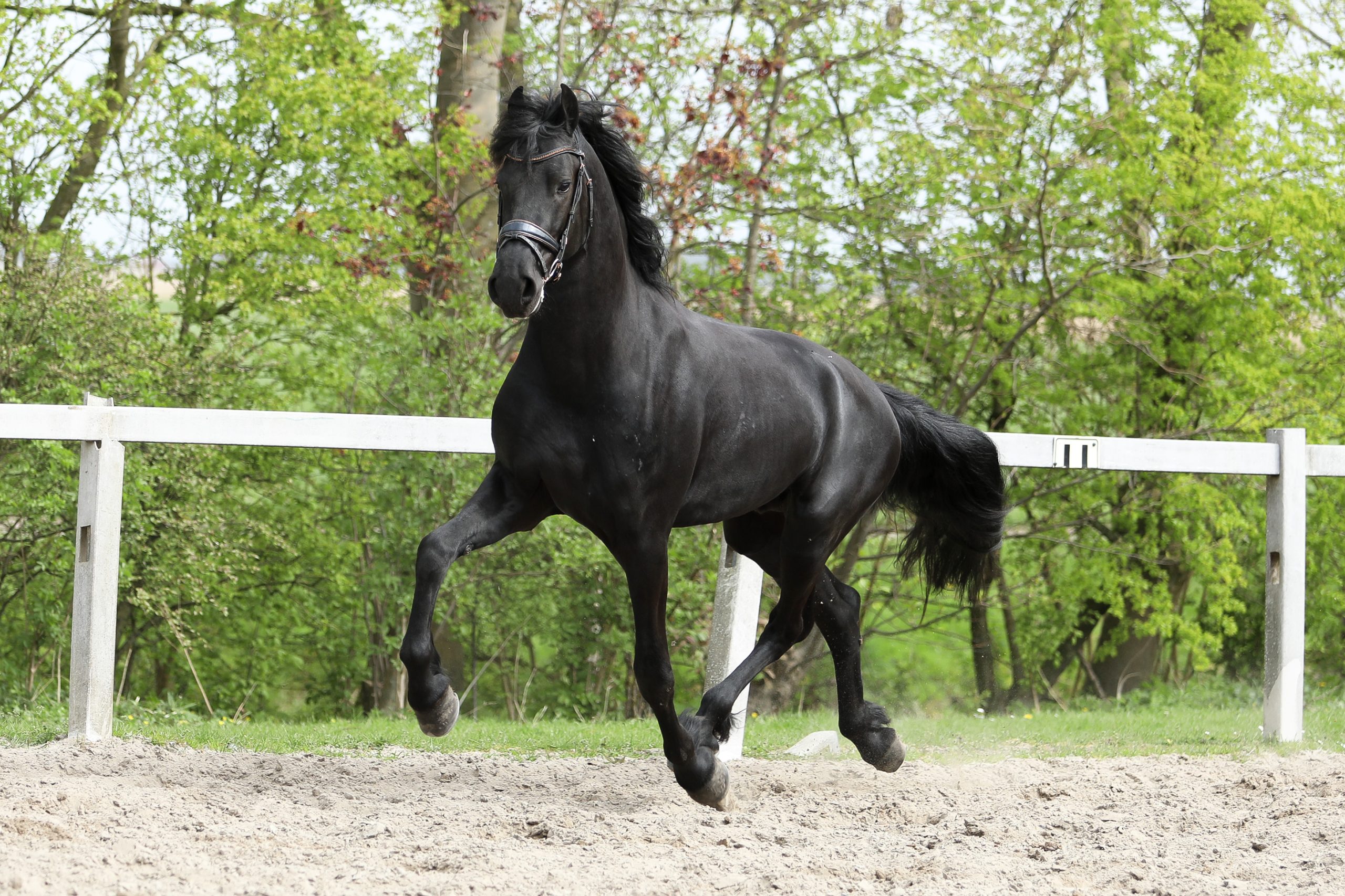 Vito - Image 7