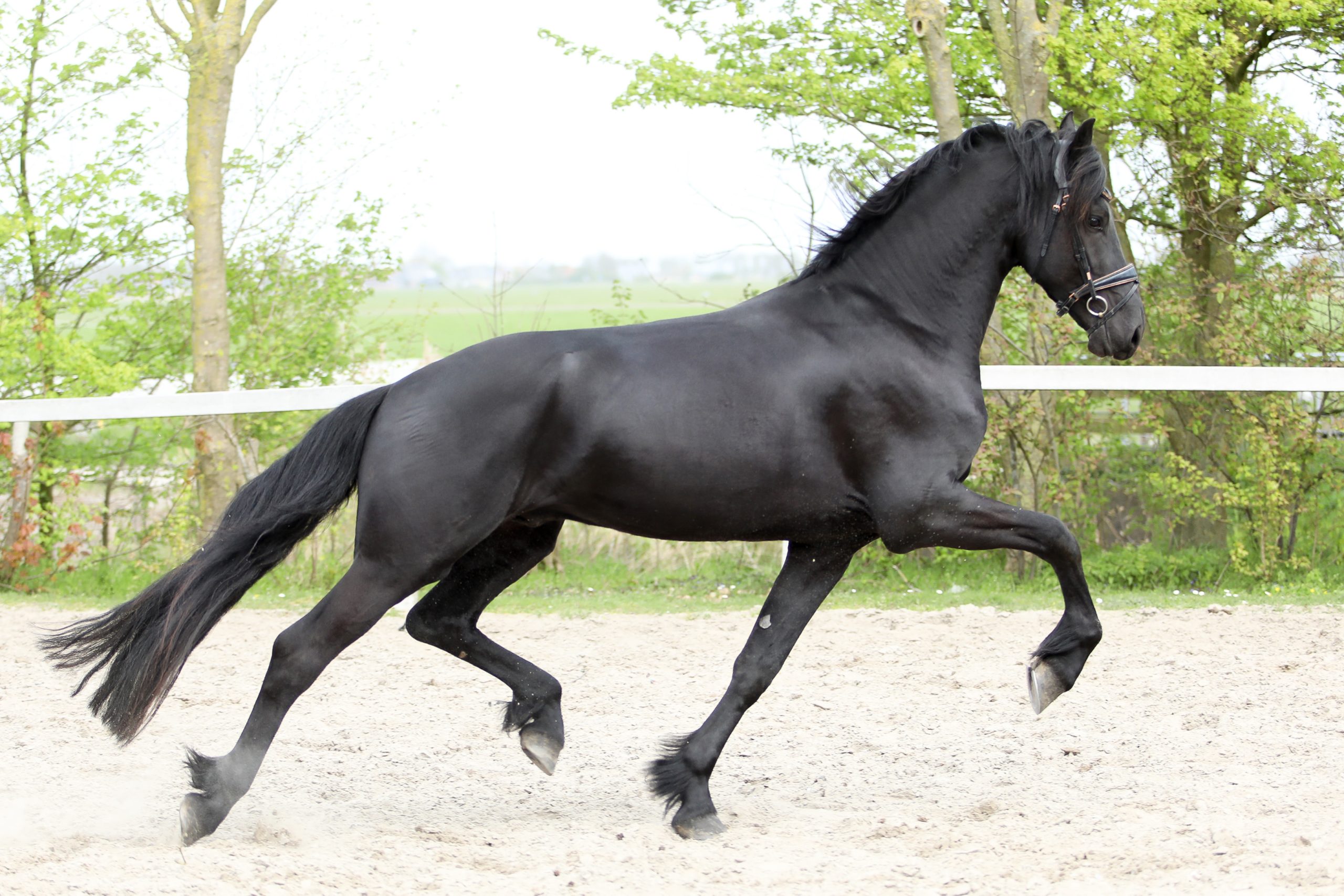 Vito - Image 12
