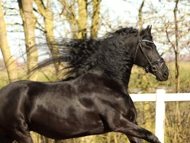 Yfke *Model AA* (In foal)