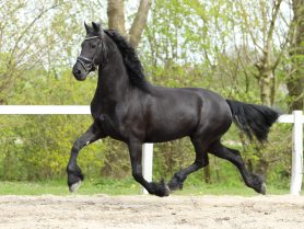 Zita