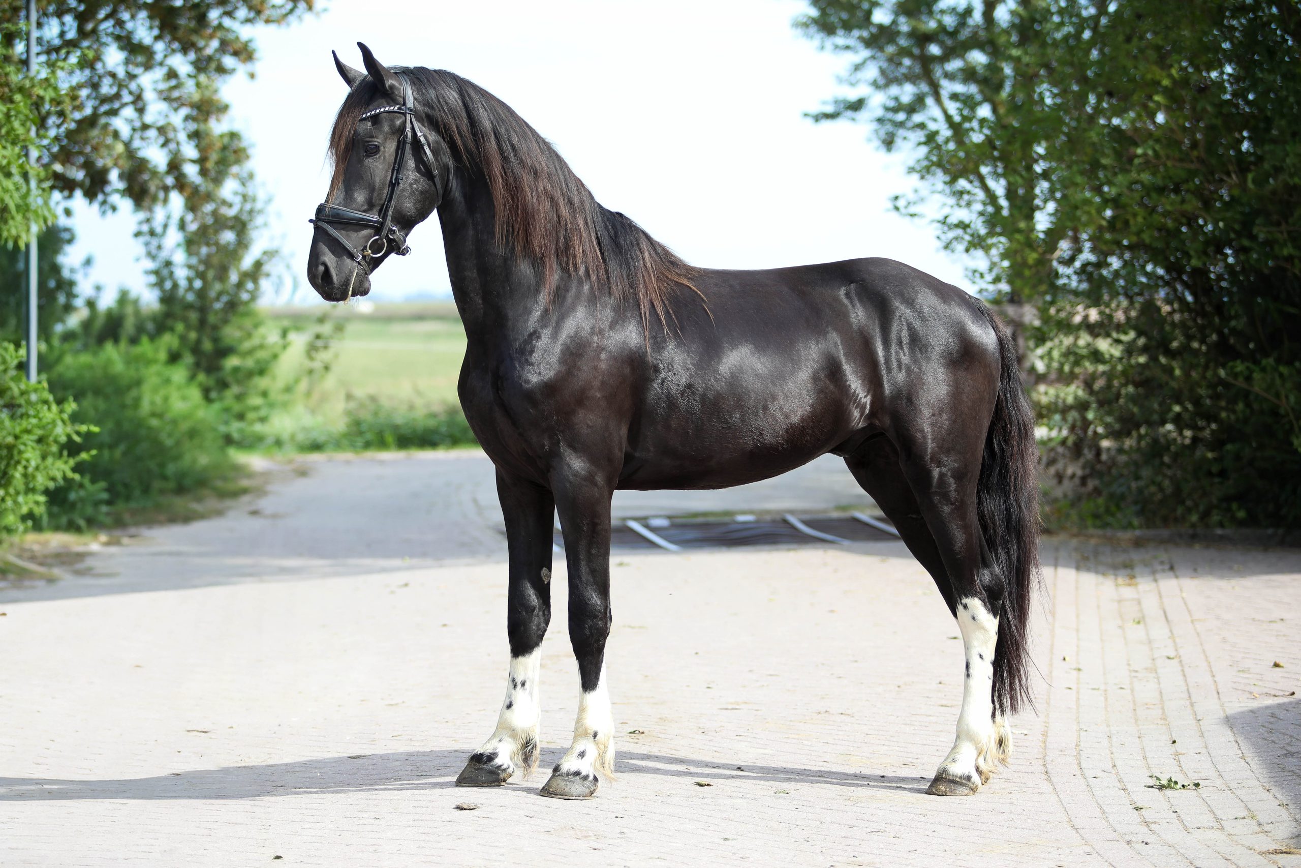 Freyr - Image 2