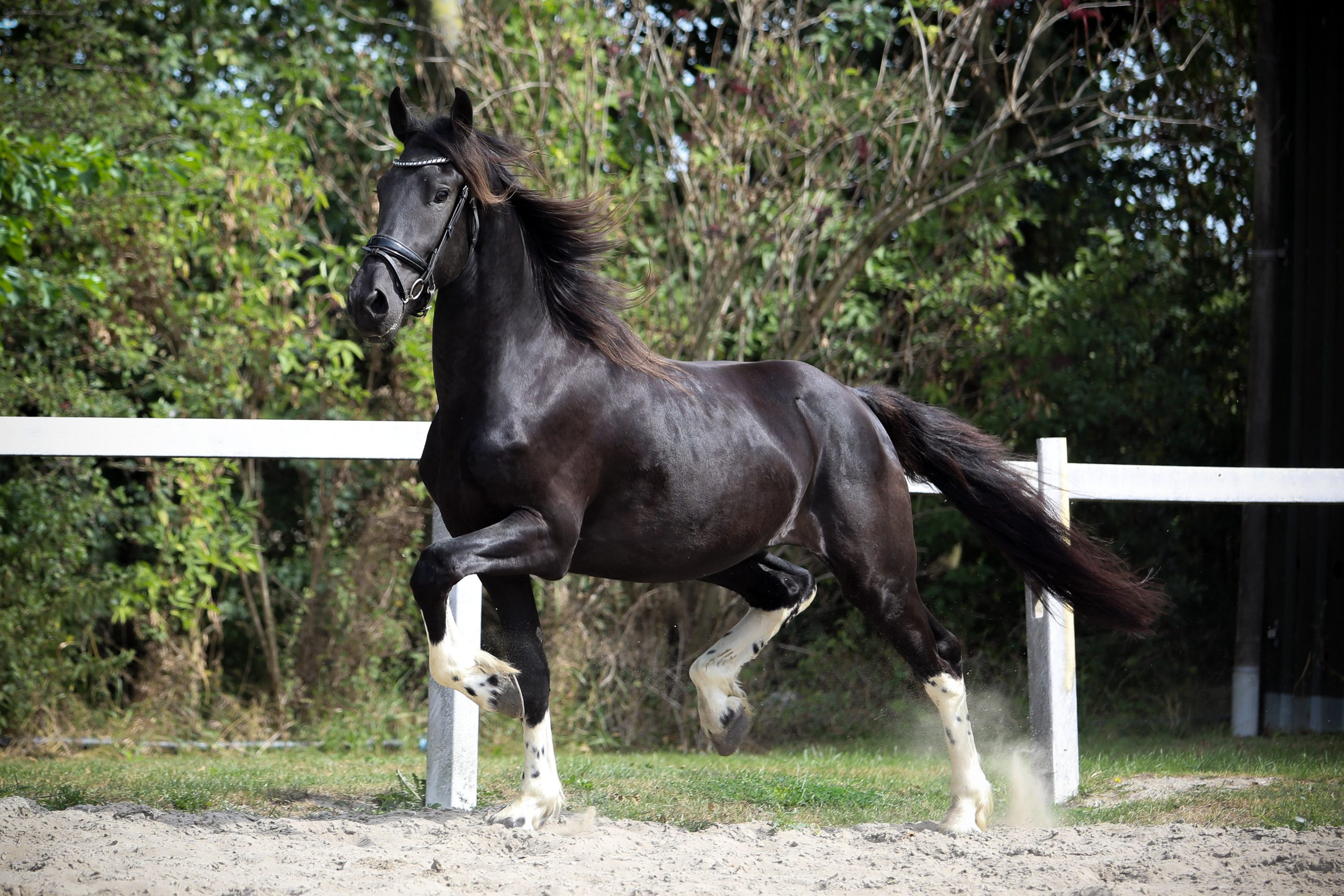 Freyr - Image 5