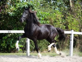 Freyr