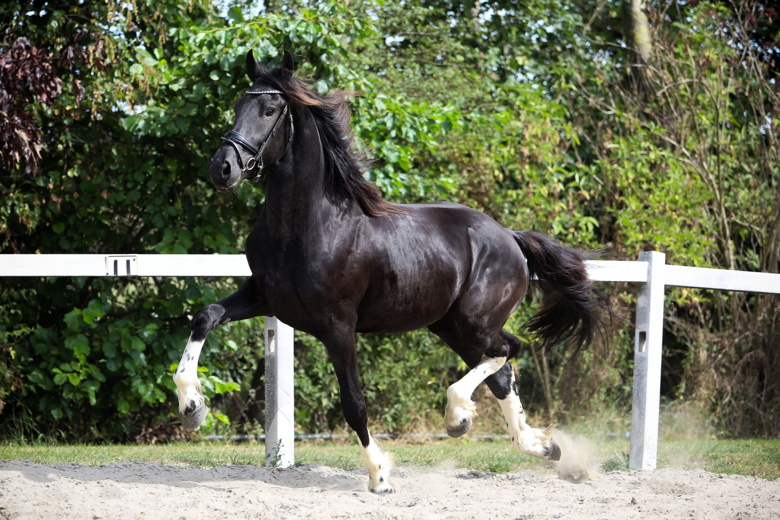Freyr