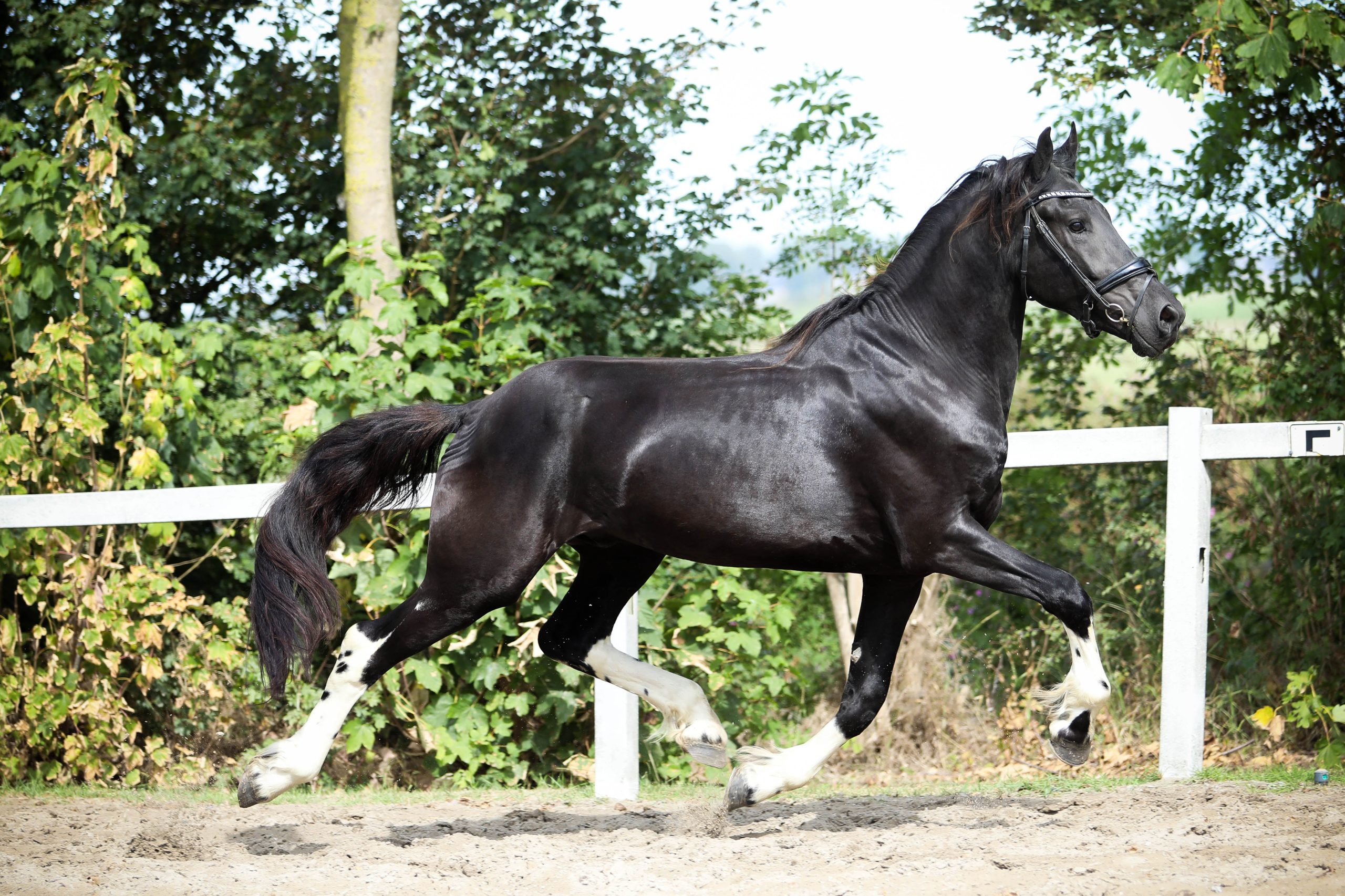 Freyr - Image 6