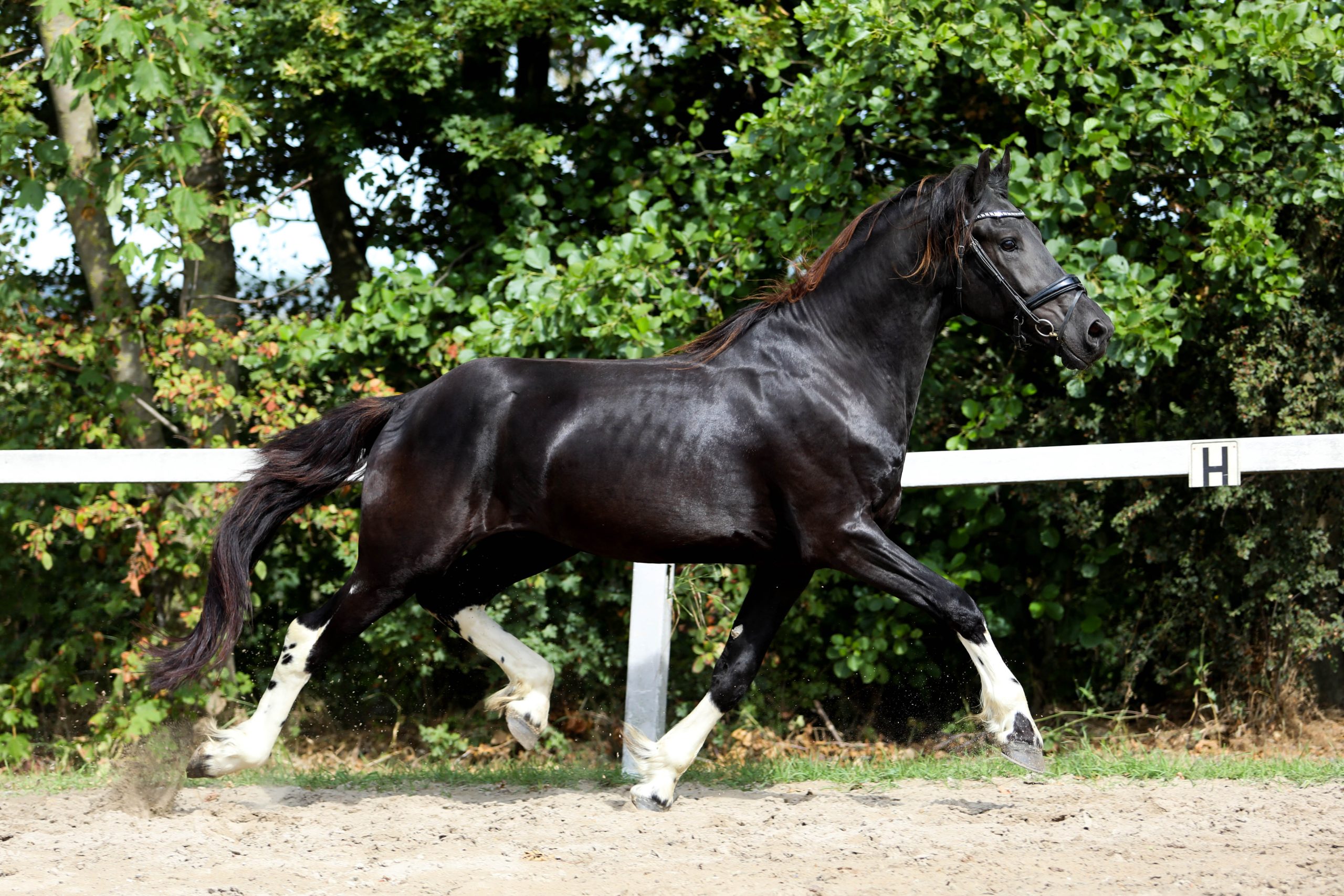 Freyr - Image 7