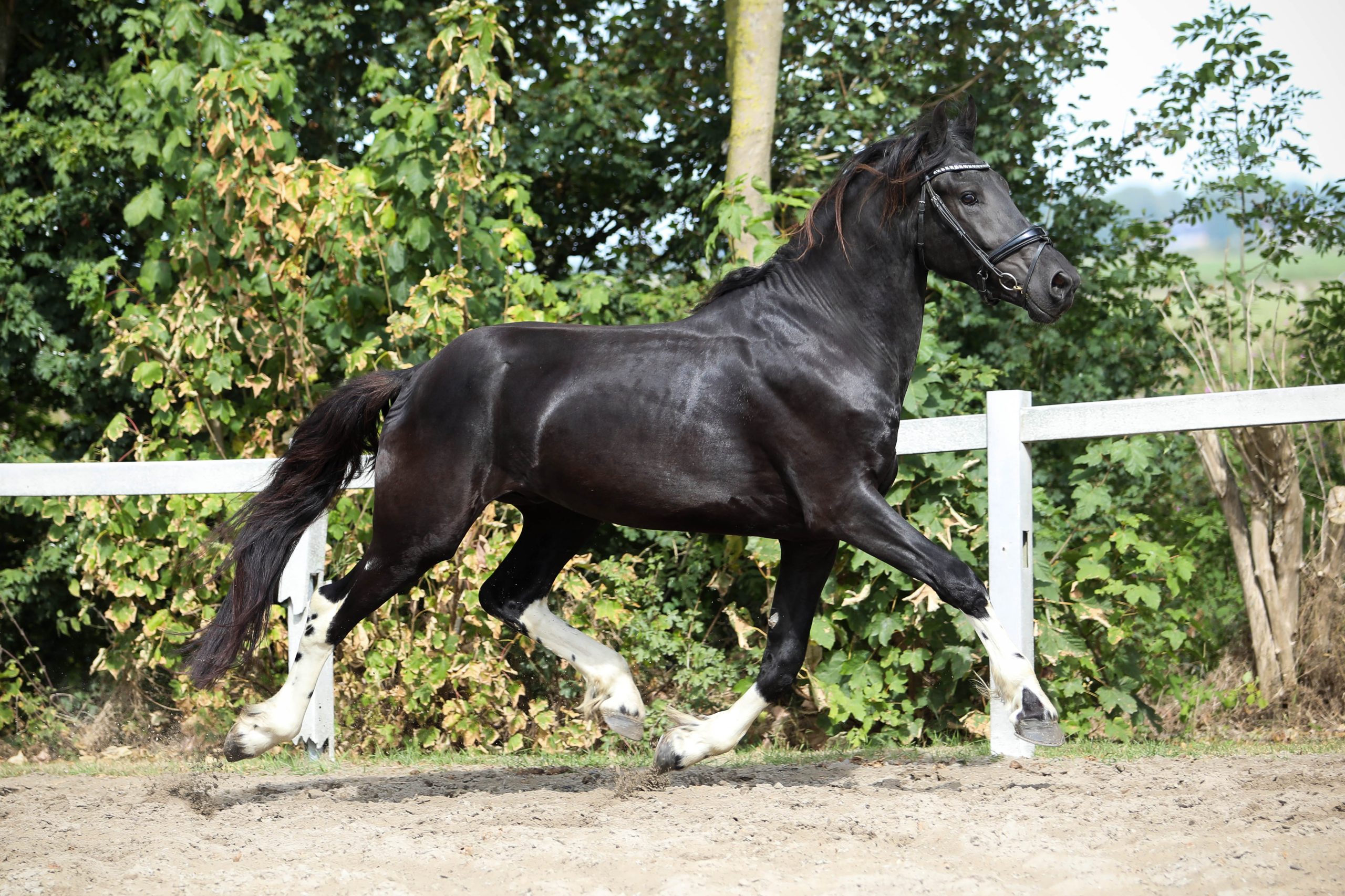 Freyr - Image 8
