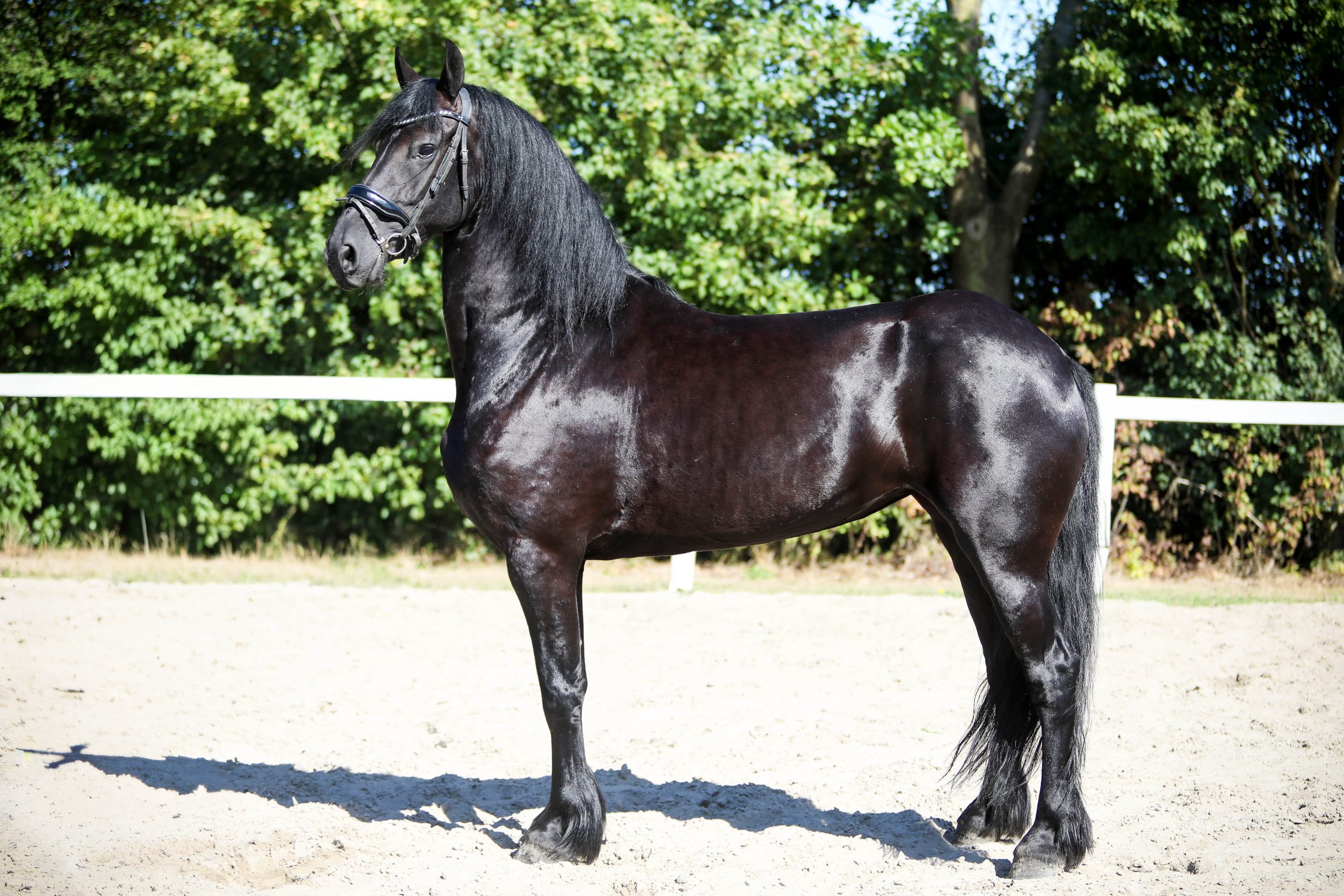 Marga - Afbeelding 2