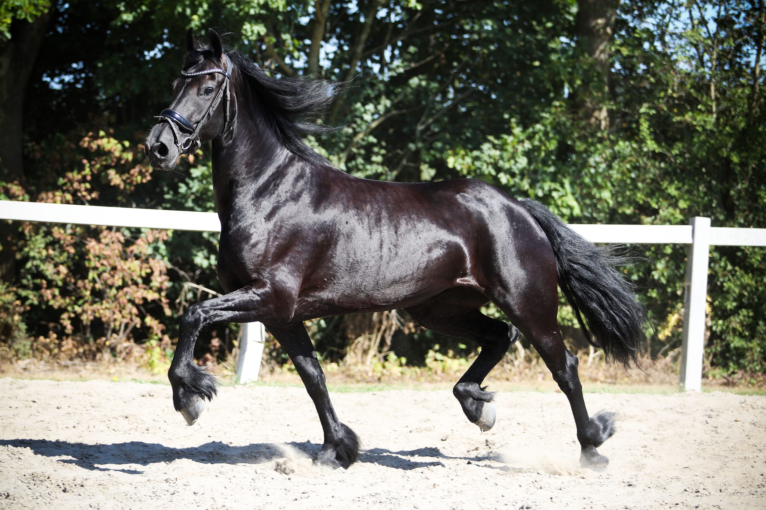 Marga - Afbeelding 5
