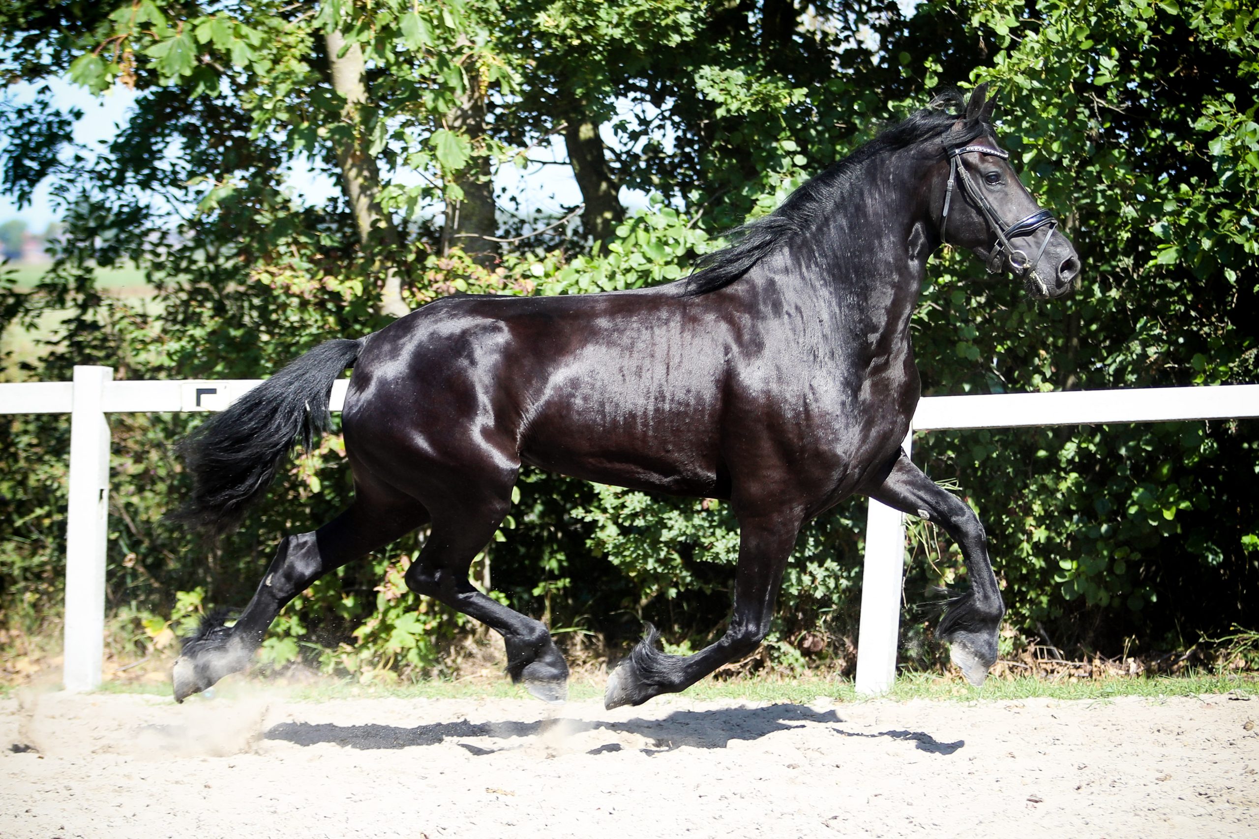 Marga - Afbeelding 6