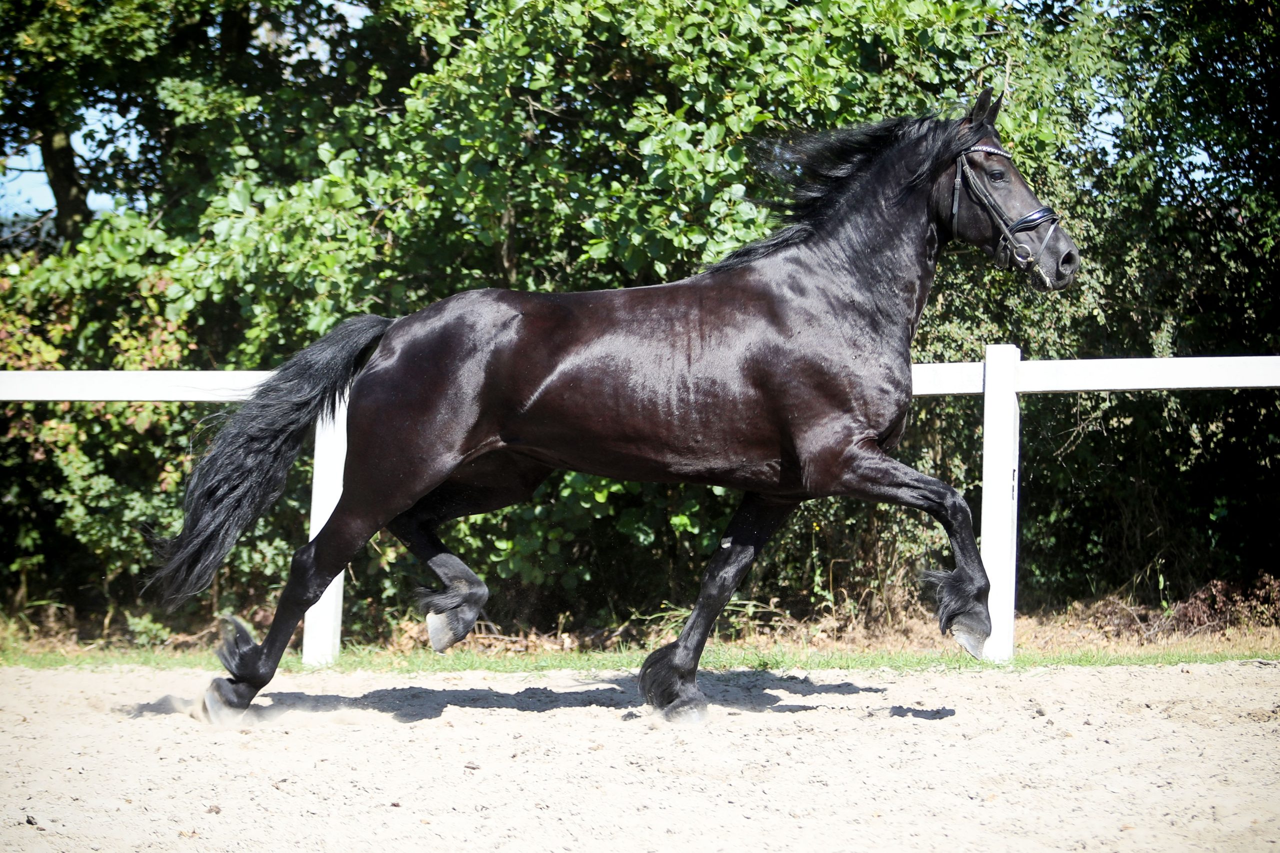 Marga - Afbeelding 7