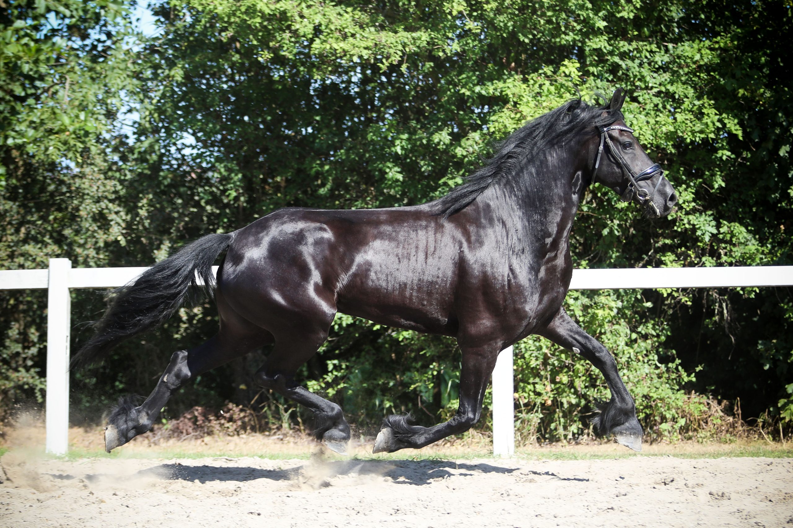 Marga - Afbeelding 8