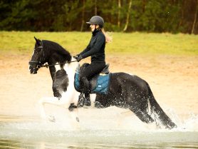 Nico BP 117 (Approved Stallion)