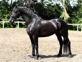 Painted Black