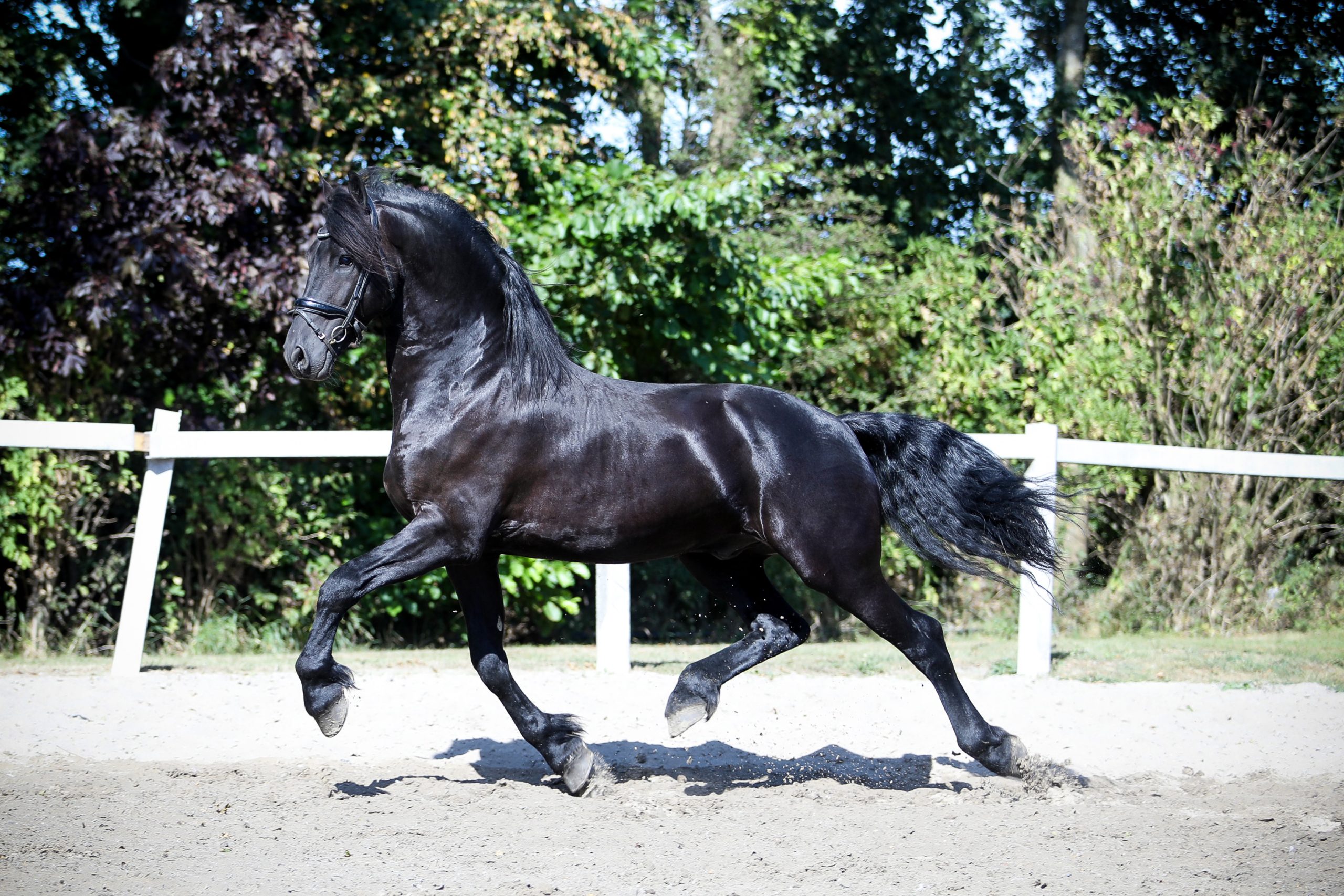 Pieter - Image 4