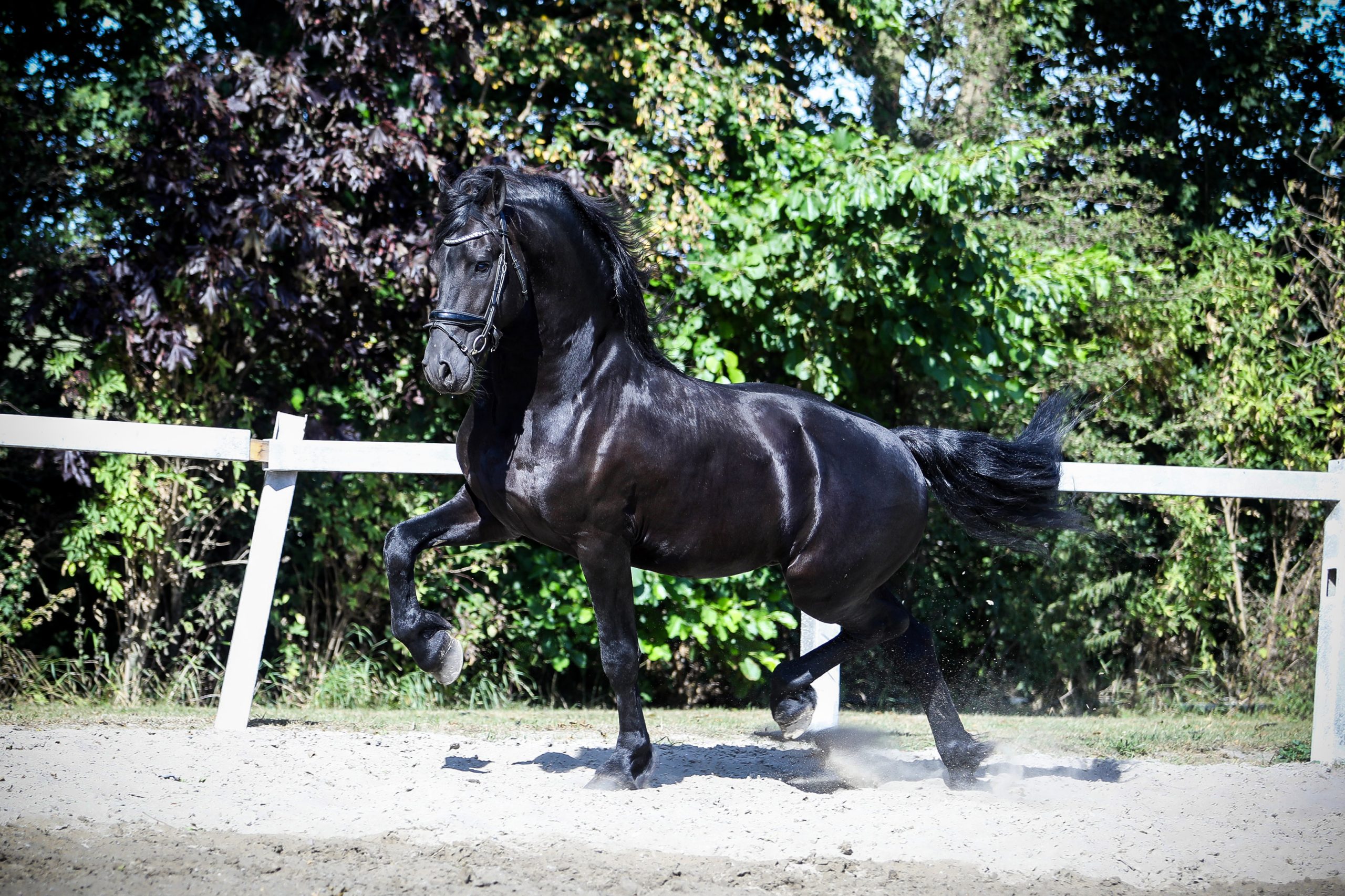 Pieter