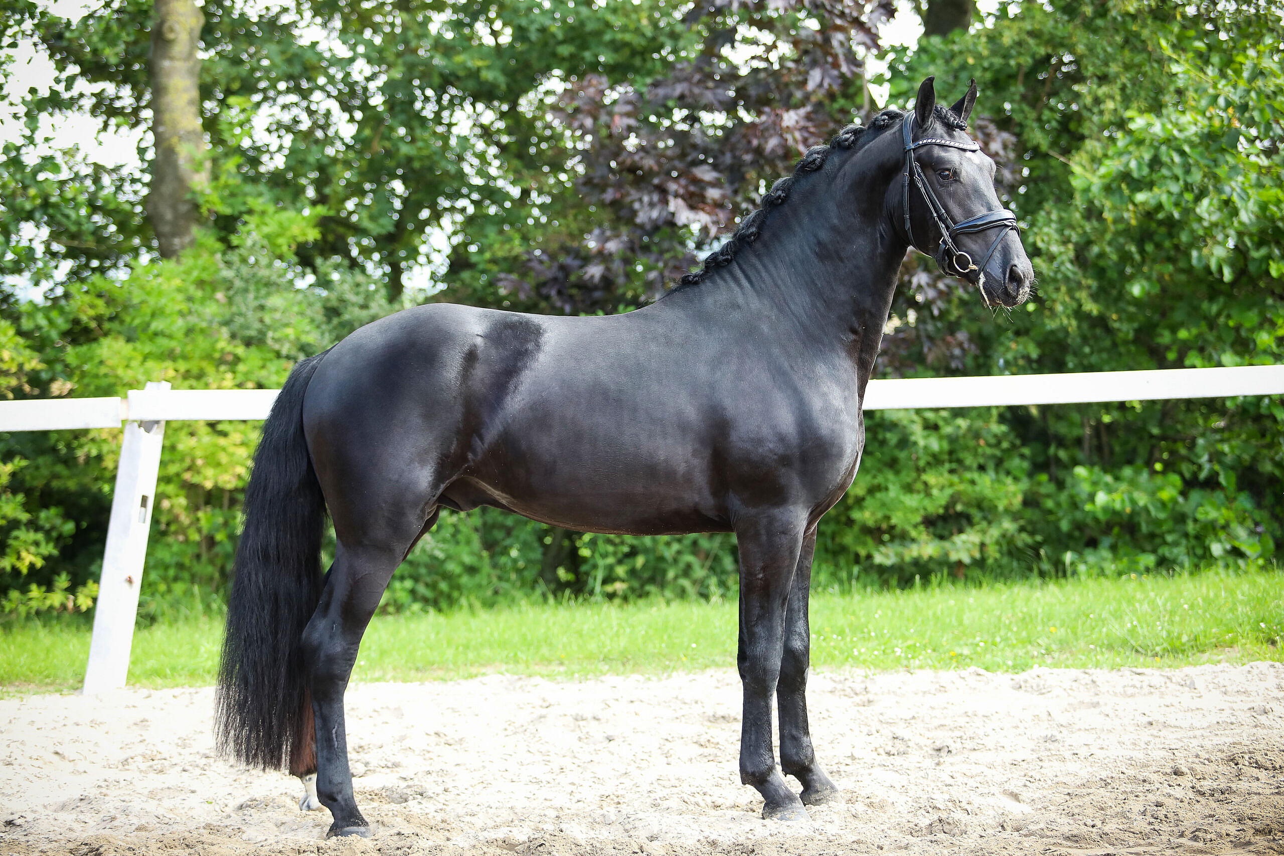 Tristan - Image 4