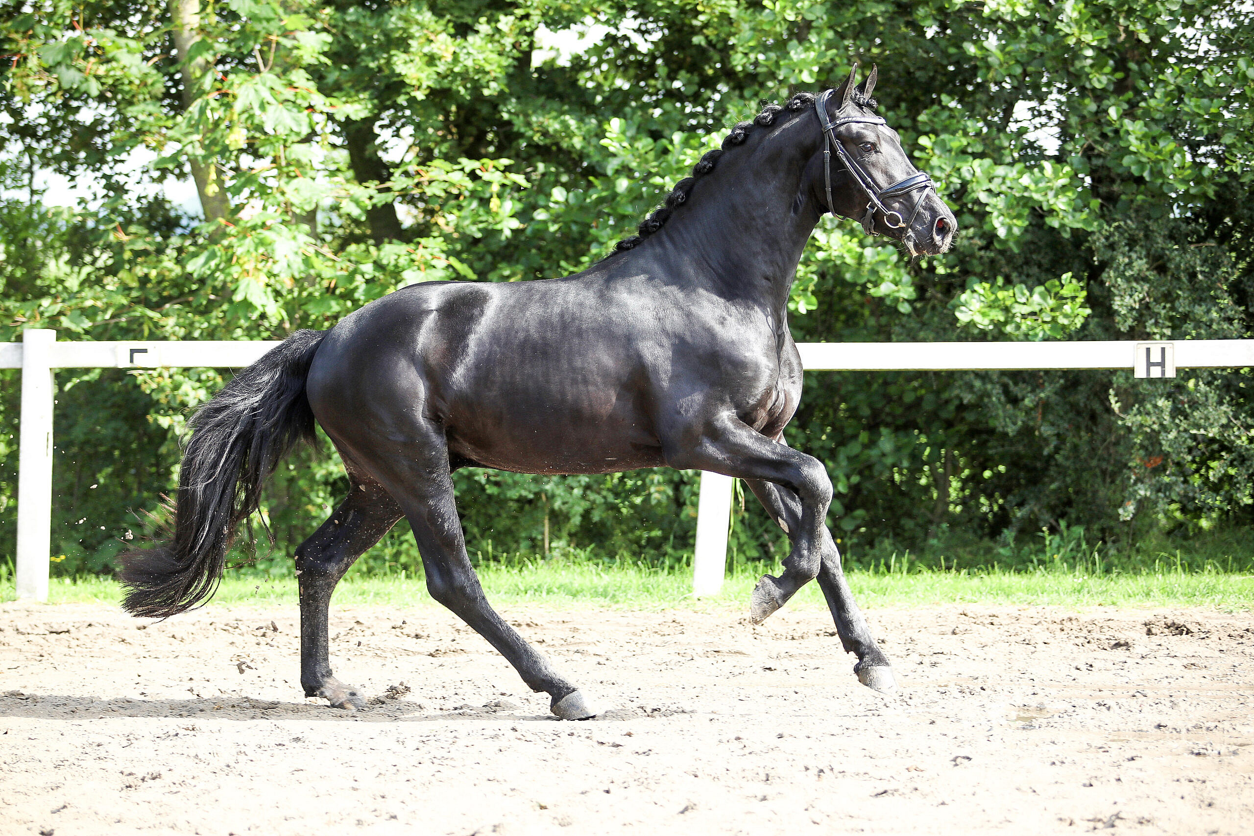 Tristan - Image 8