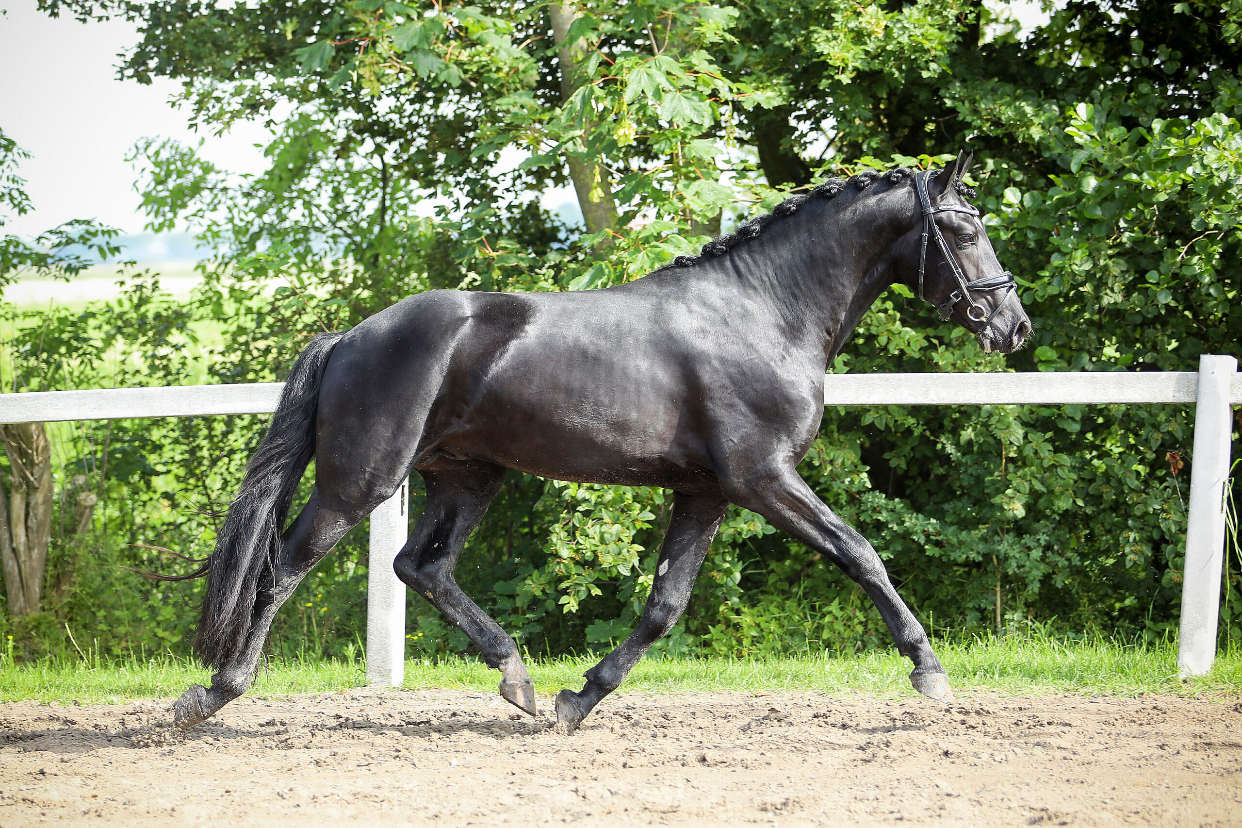 Tristan - Image 10