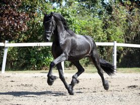 Wessel