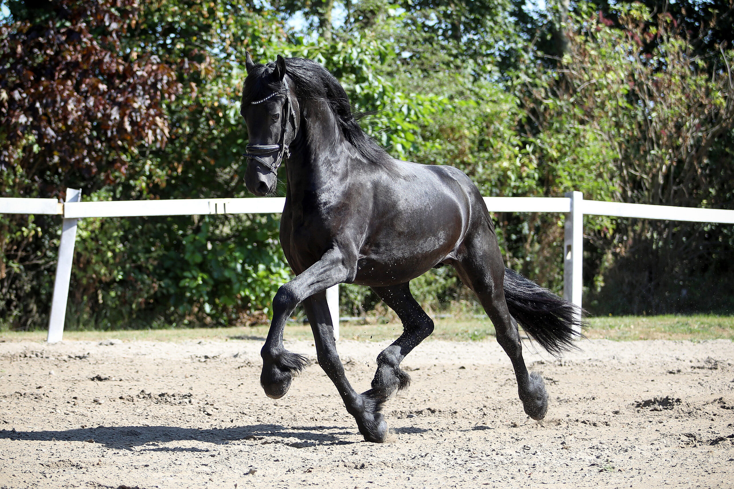 Wessel