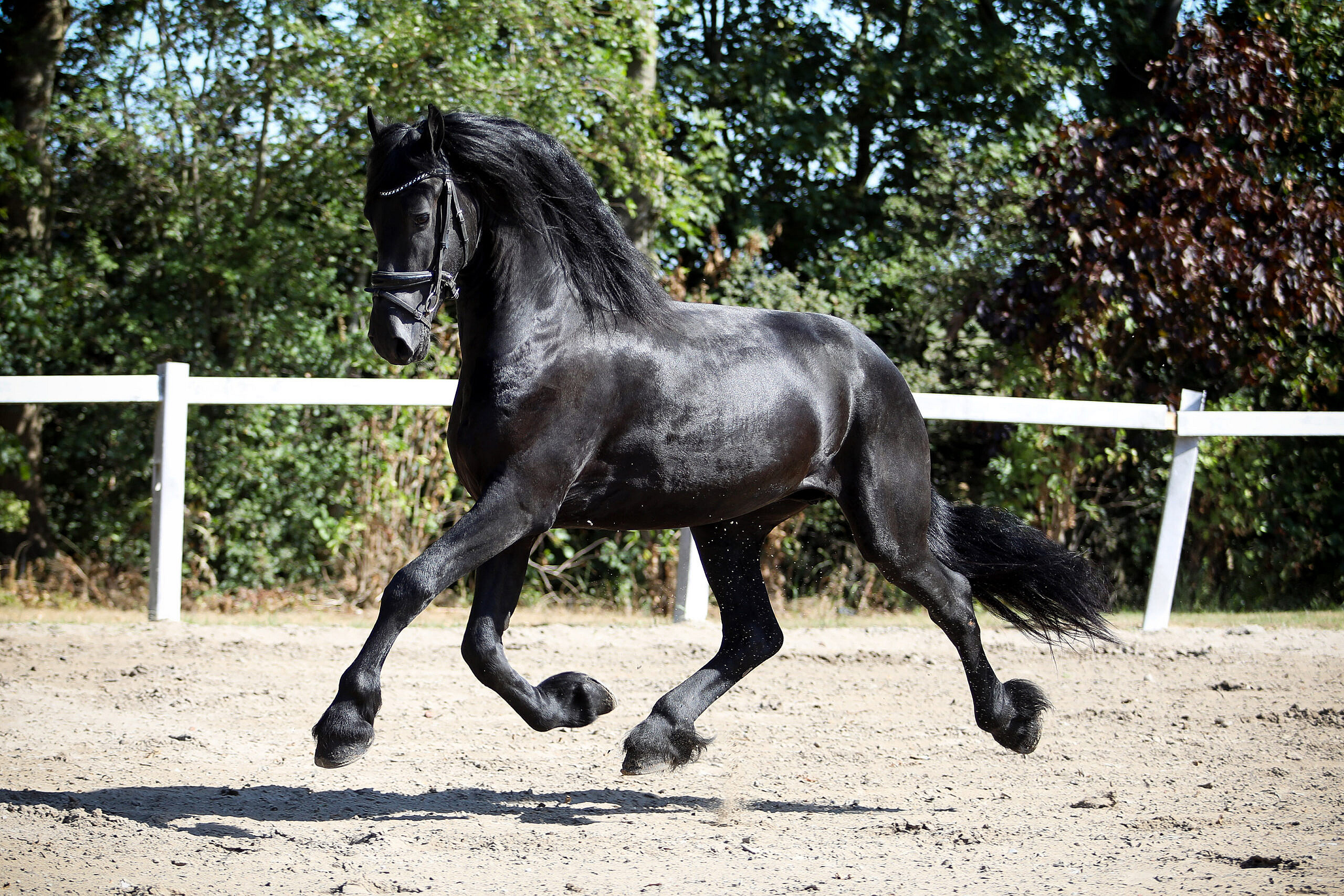 Wessel - Image 6