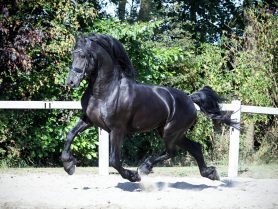Wiebe