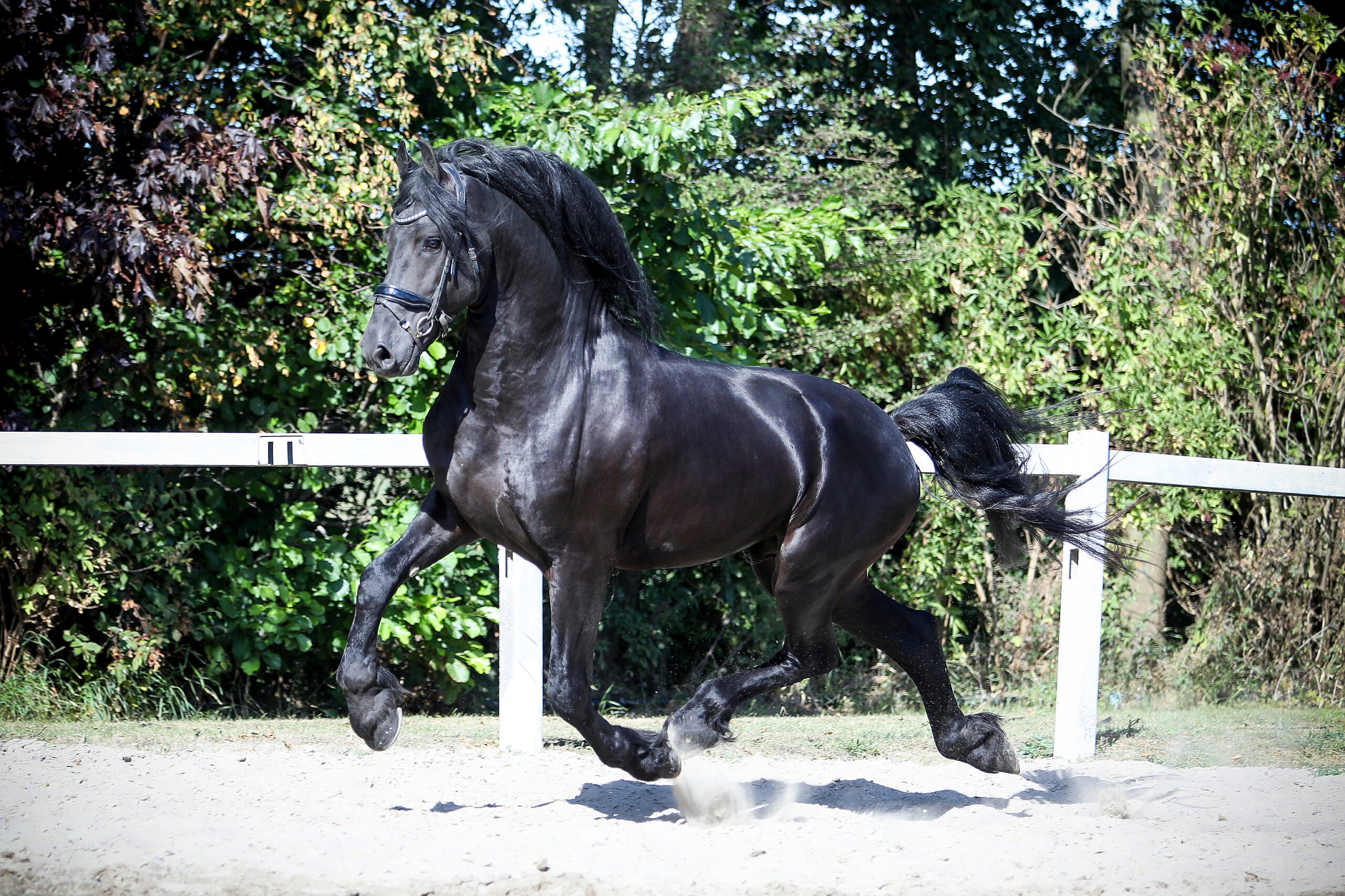 Wiebe