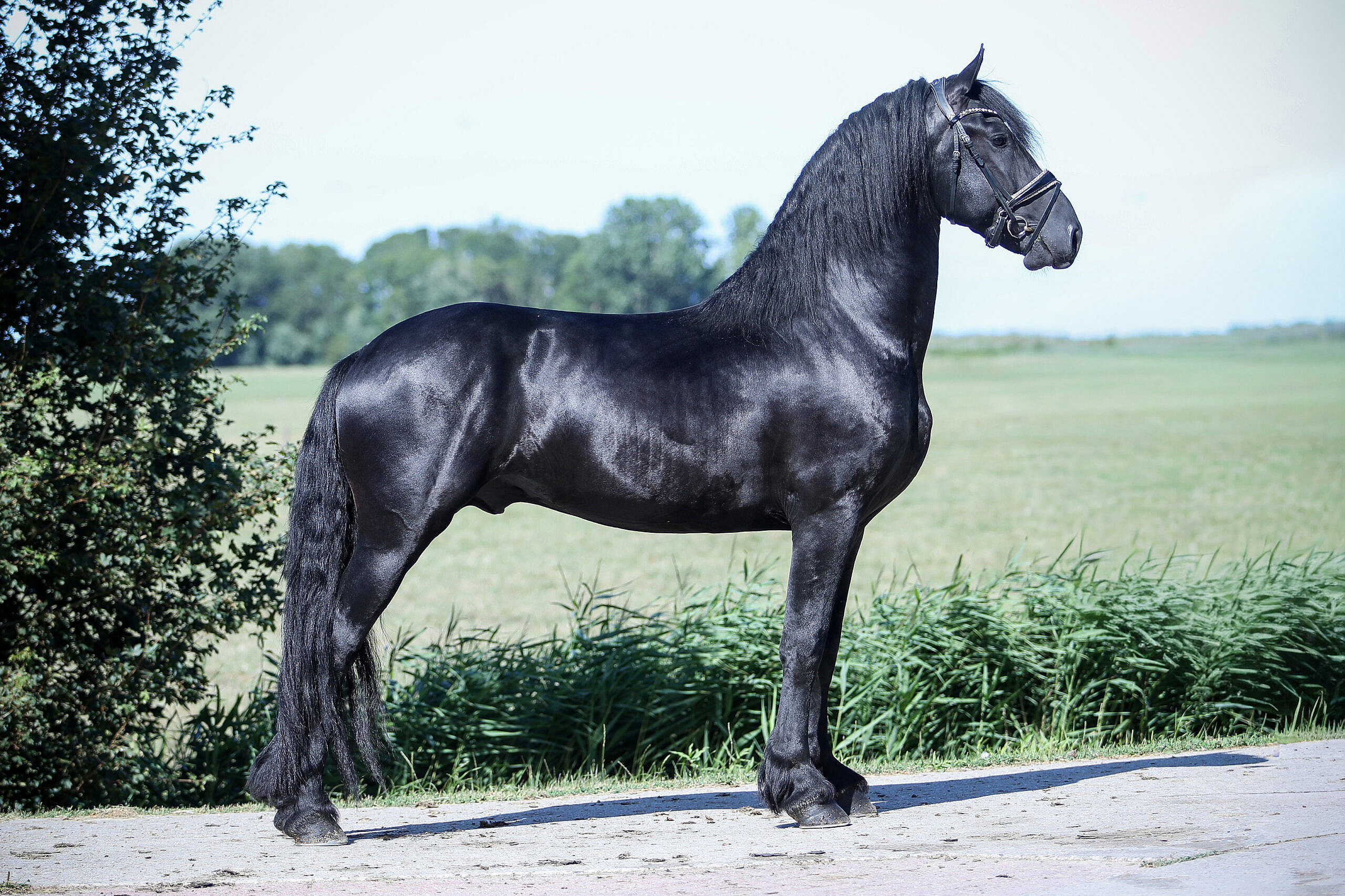 Wybe - Image 3